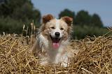 BORDER COLLIE 1071